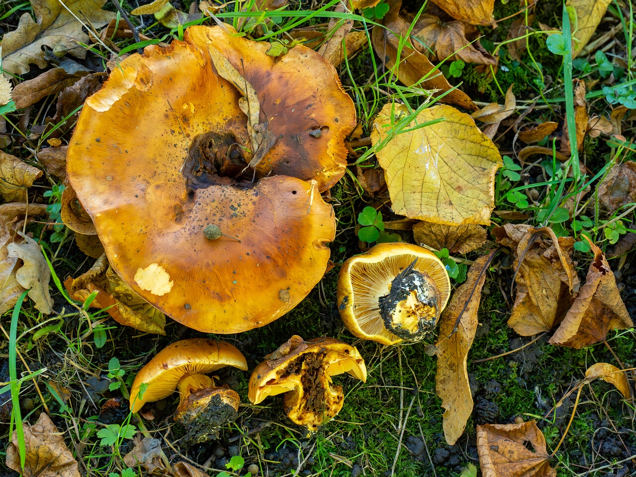 Calonarius olearioides _2026-09-15_1-6