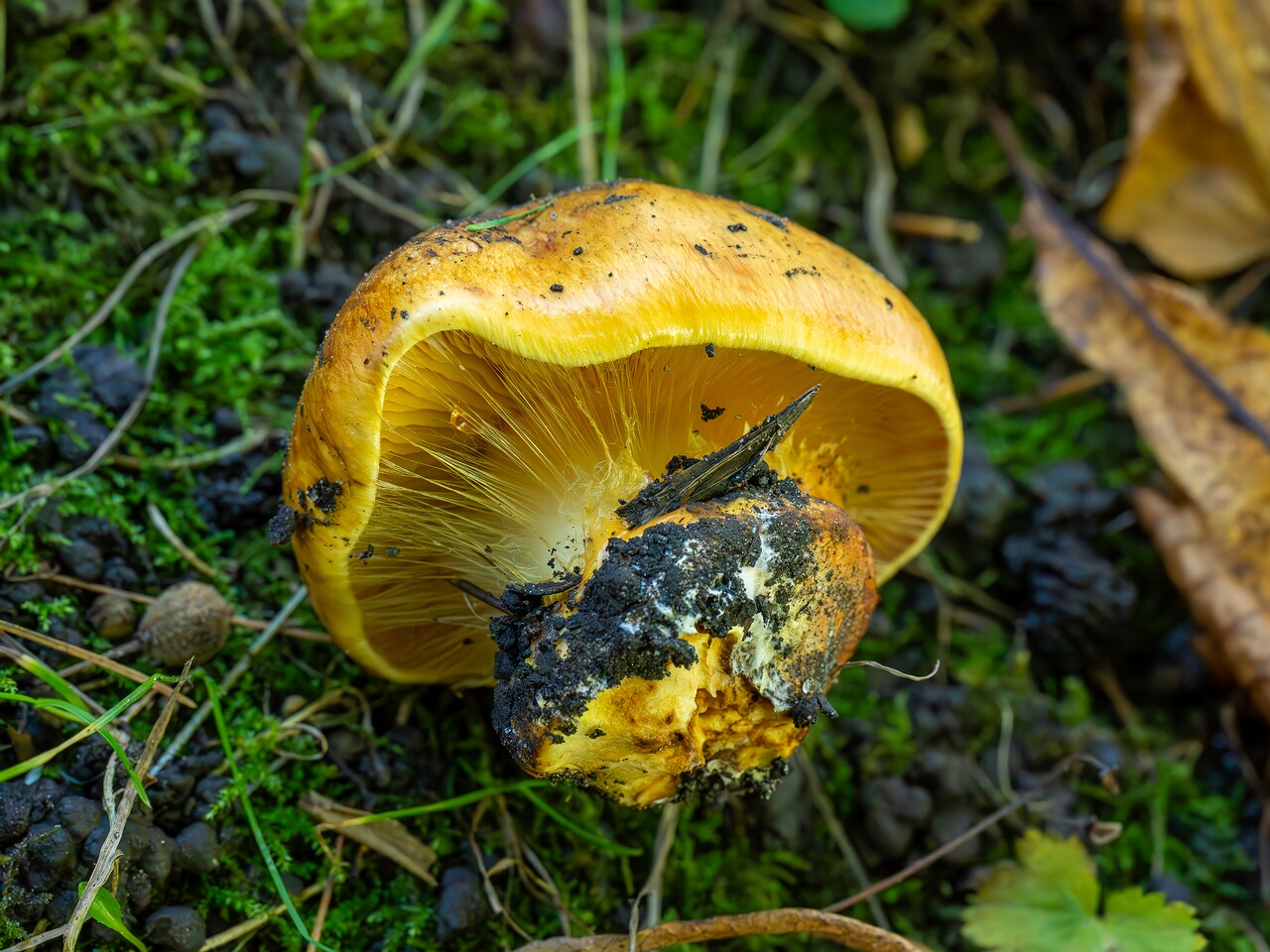 Calonarius olearioides _2026-09-15_1-8