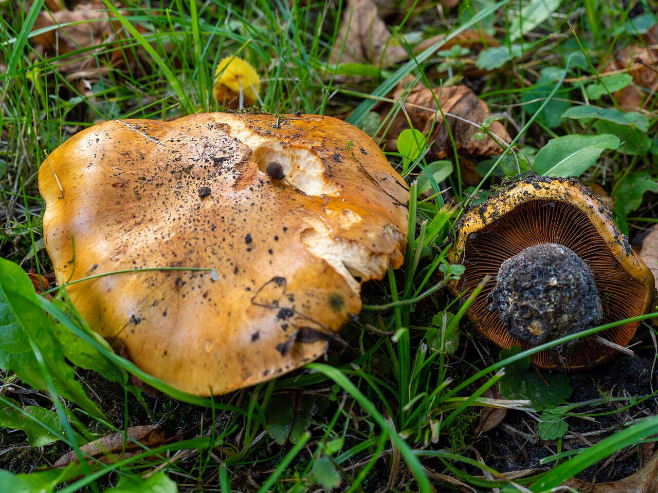 Calonarius olearioides _2026-09-15_3-3