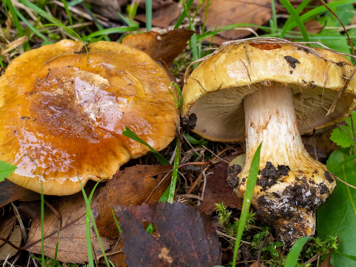 Красивопаутинник серно-жёлтый - Calonarius sulfurinus