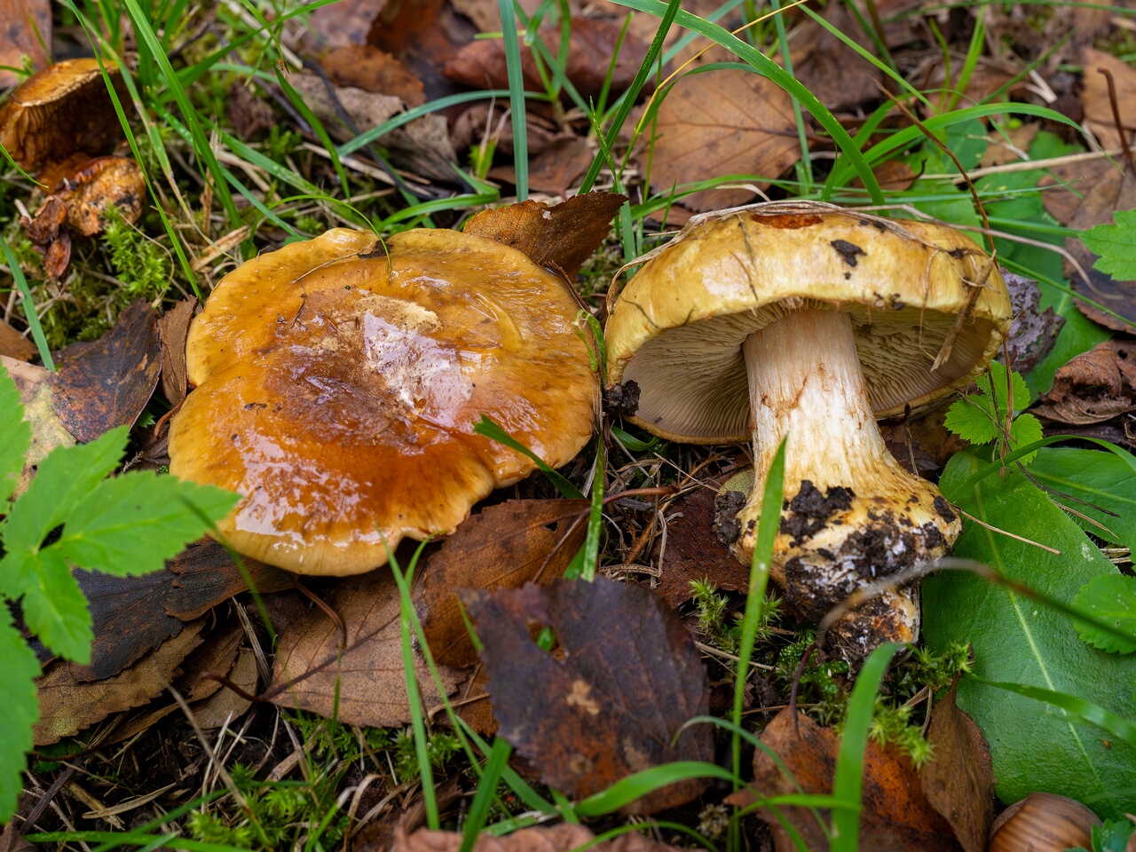Calonarius saporatus _2026-09-19_1-2