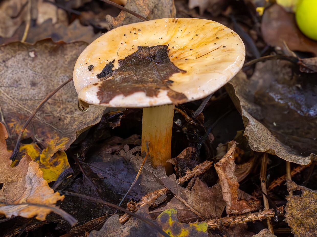 Паутинник изменчивый - Cortinarius varius