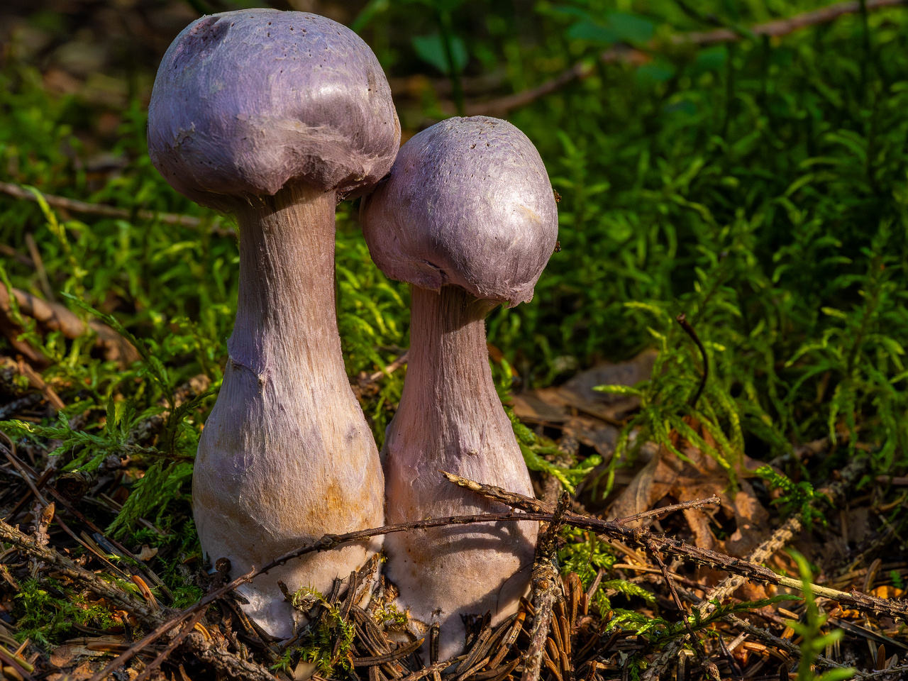 сortinarius-traganus_1-2