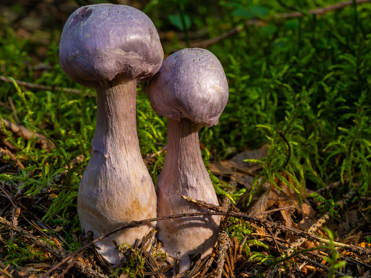 сortinarius-traganus_1-3