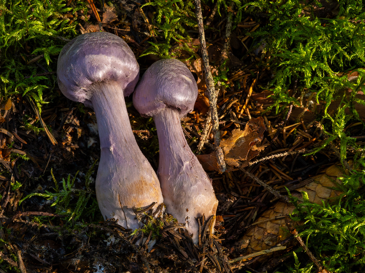 сortinarius-traganus_1-5