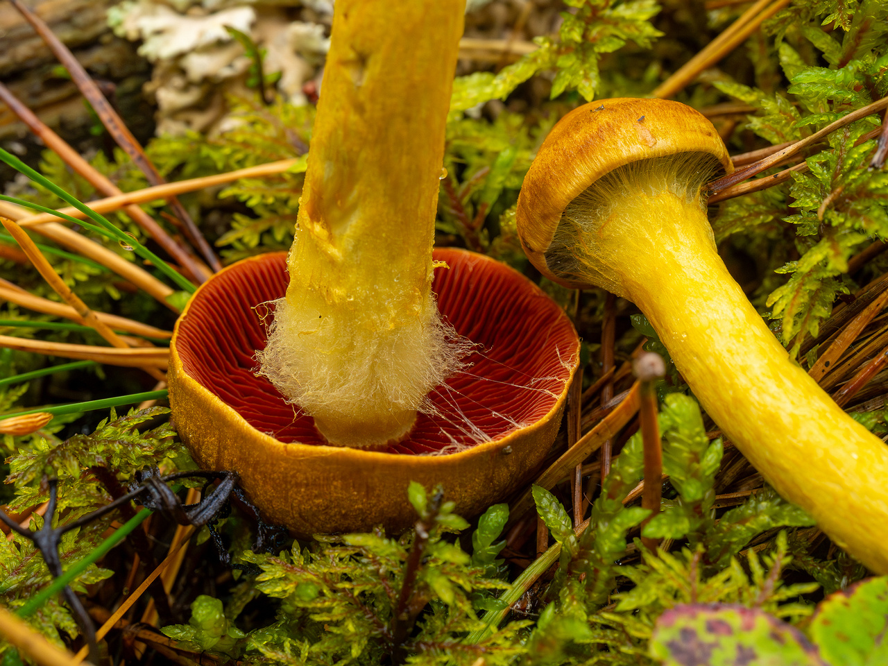 cortinarius-semisanguineus_1-13