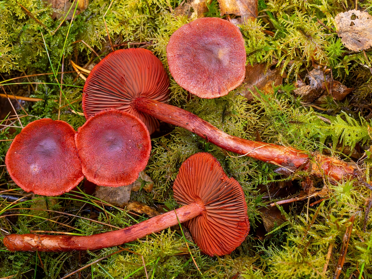 Cortinarius sanguineus _2026-09-17_1-1