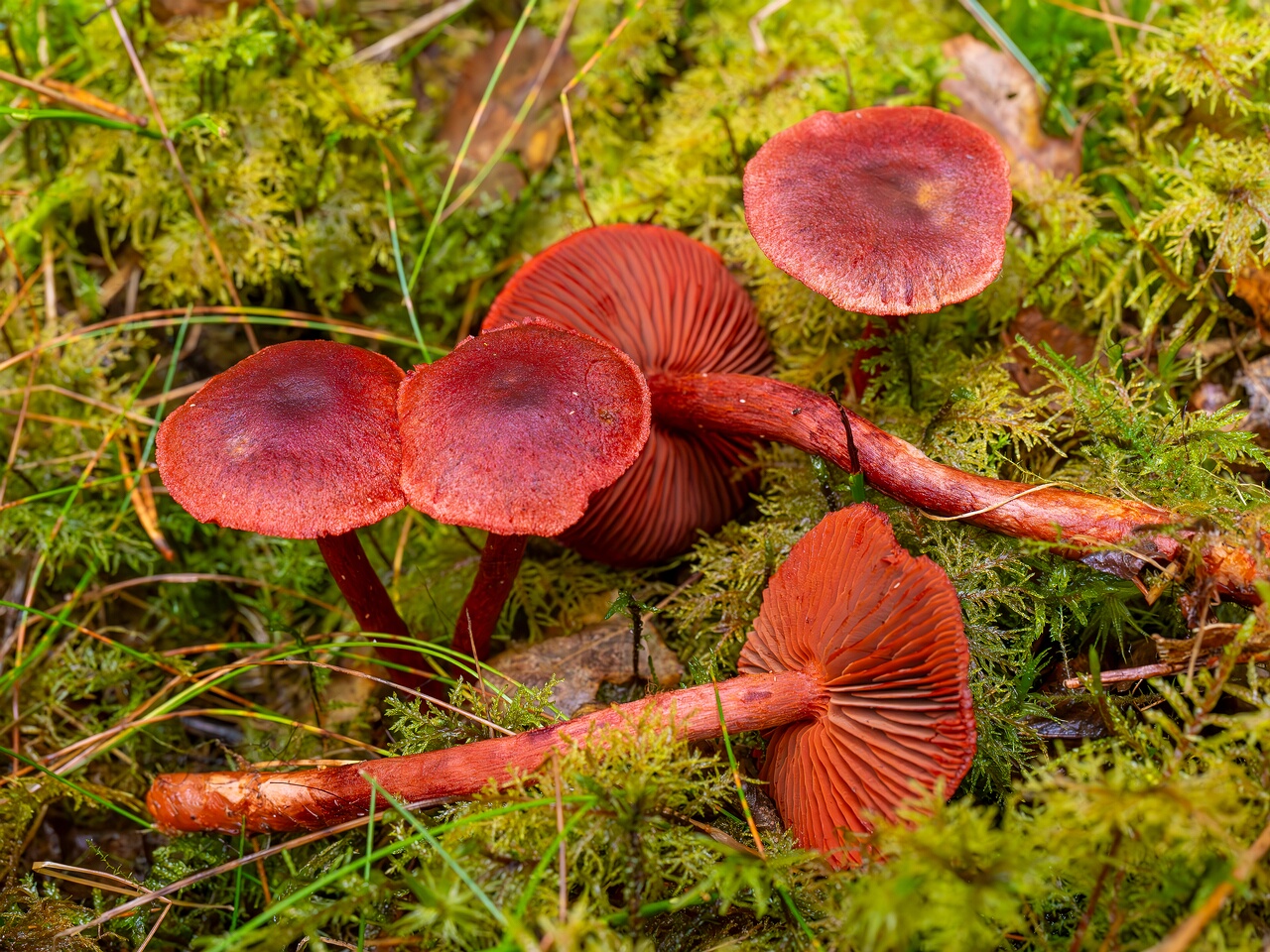 Cortinarius sanguineus _2026-09-17_1-3