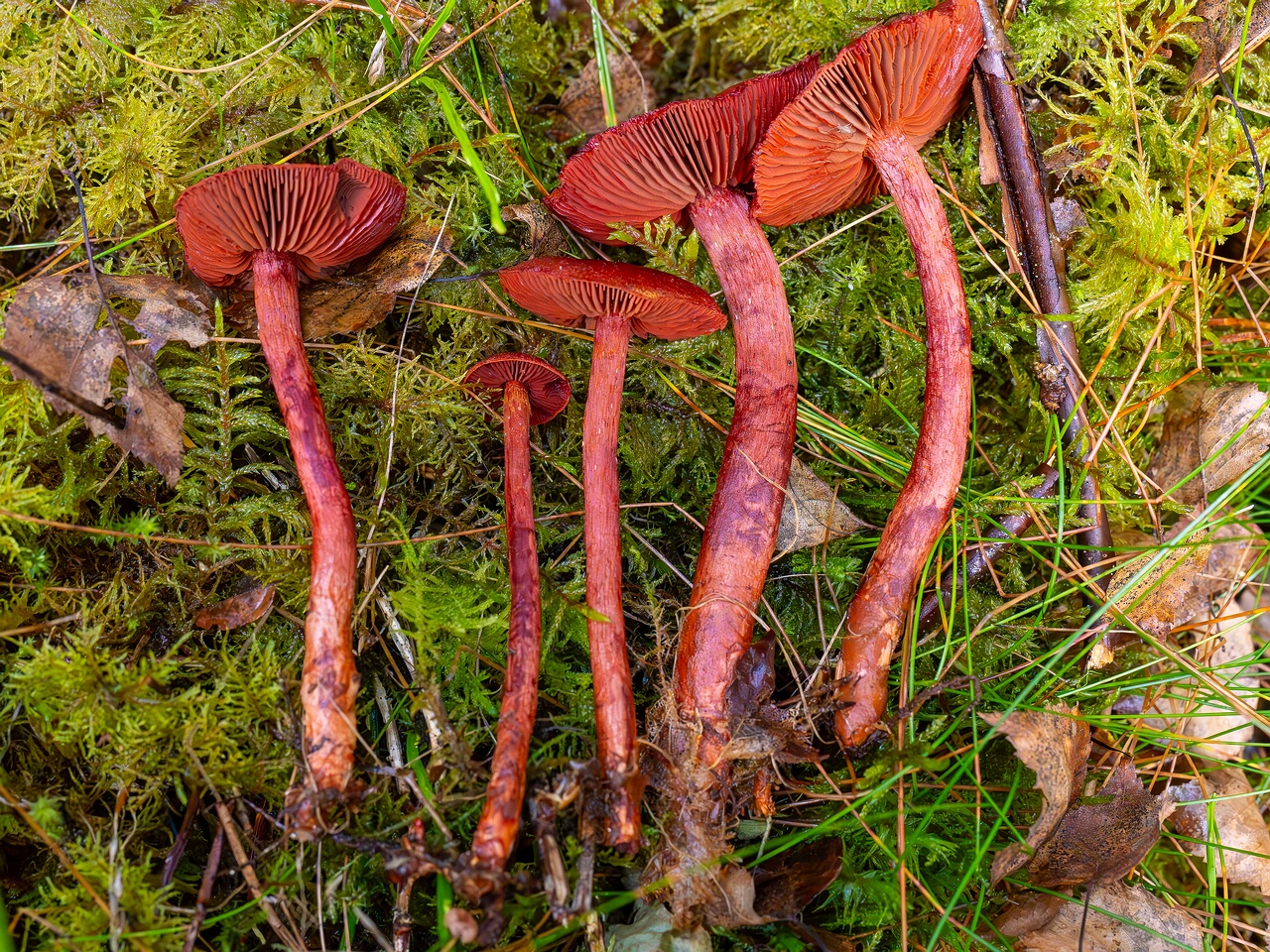 Cortinarius sanguineus _2026-09-17_1-6
