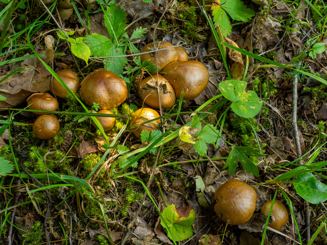 cortinarius-infractus_2-2