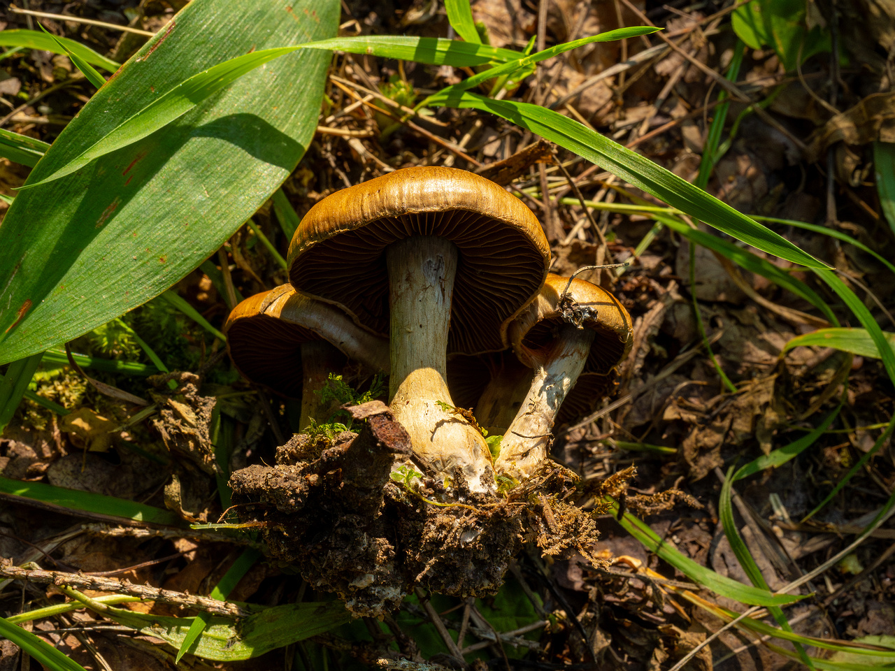 cortinarius-infractus_2-4