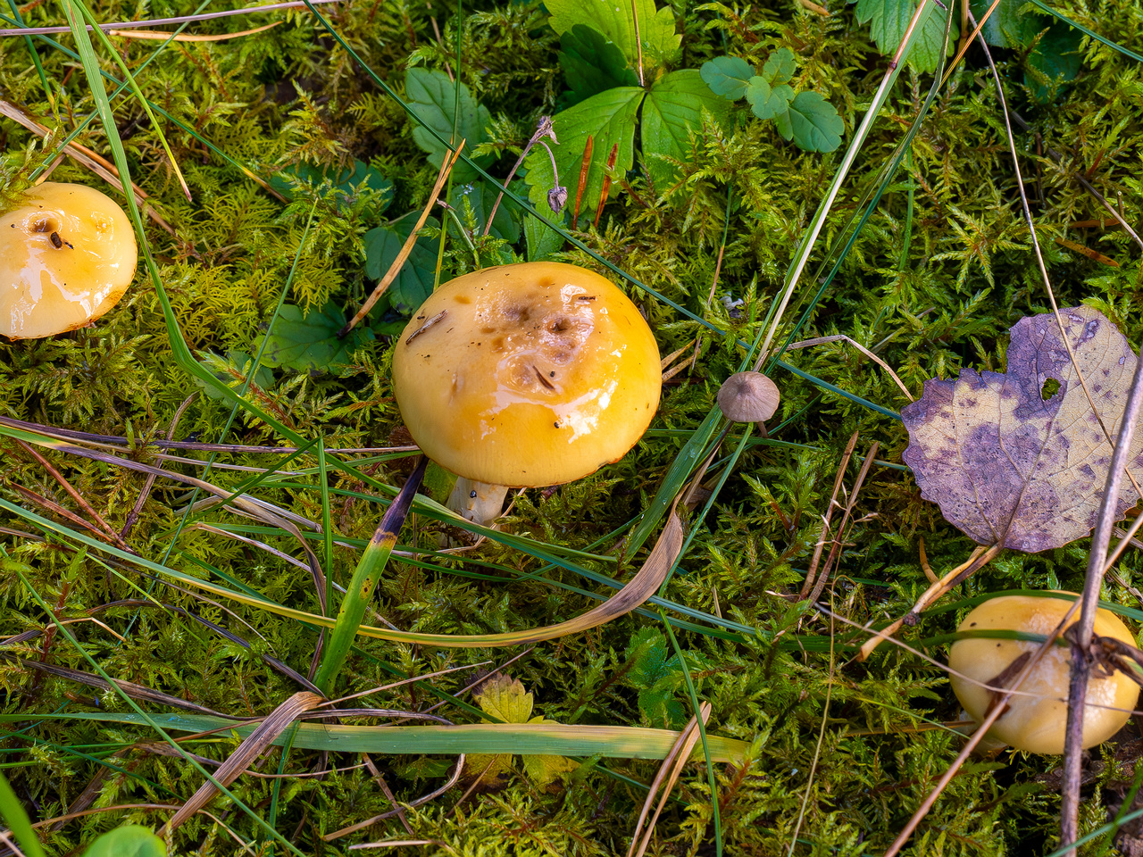 cortinarius-delibutus_2024-10-12_1-2
