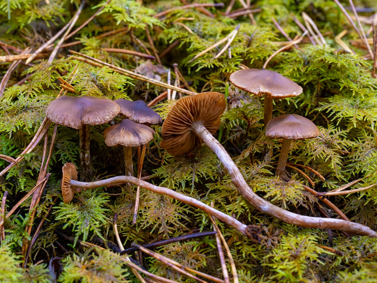 Паутинник пленчатый - Cortinarius flexipes