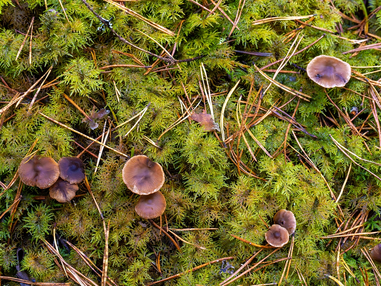 Cortinarius flexipes _2026-09-22_1-1