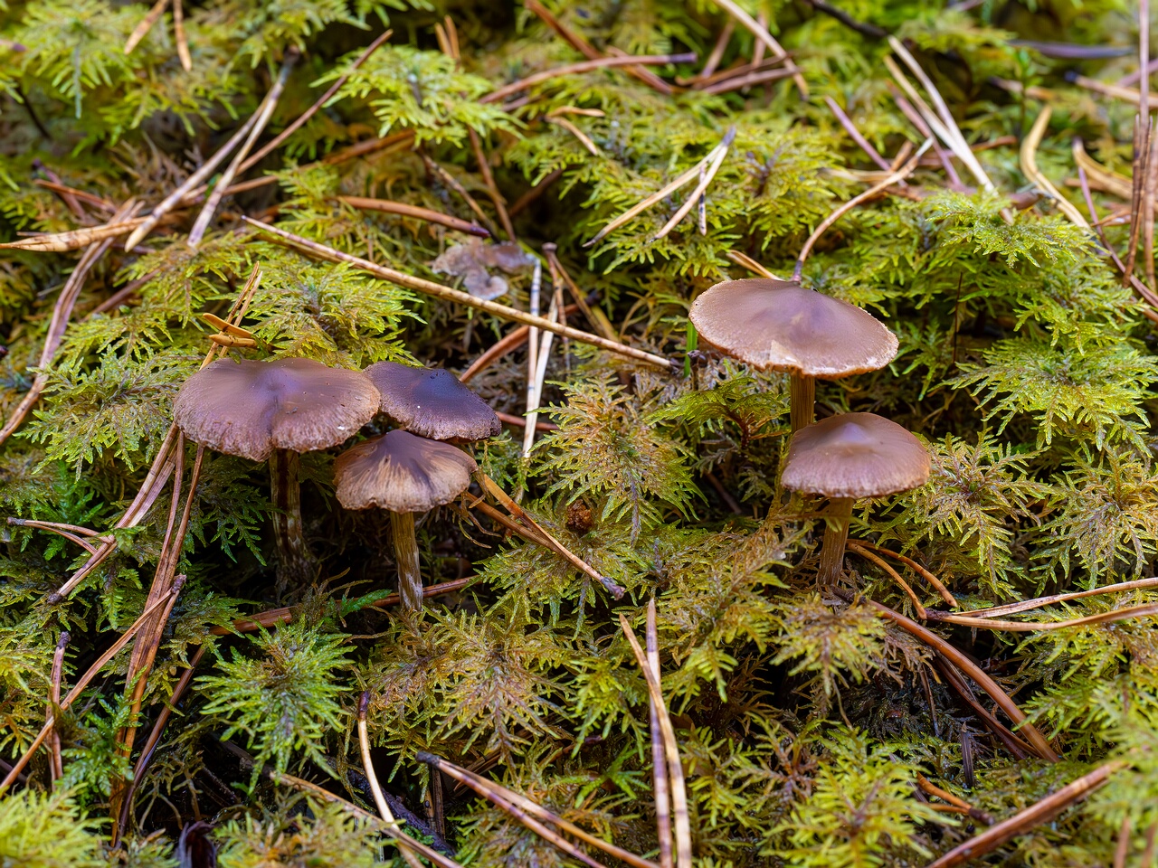 Cortinarius flexipes _2026-09-22_1-2