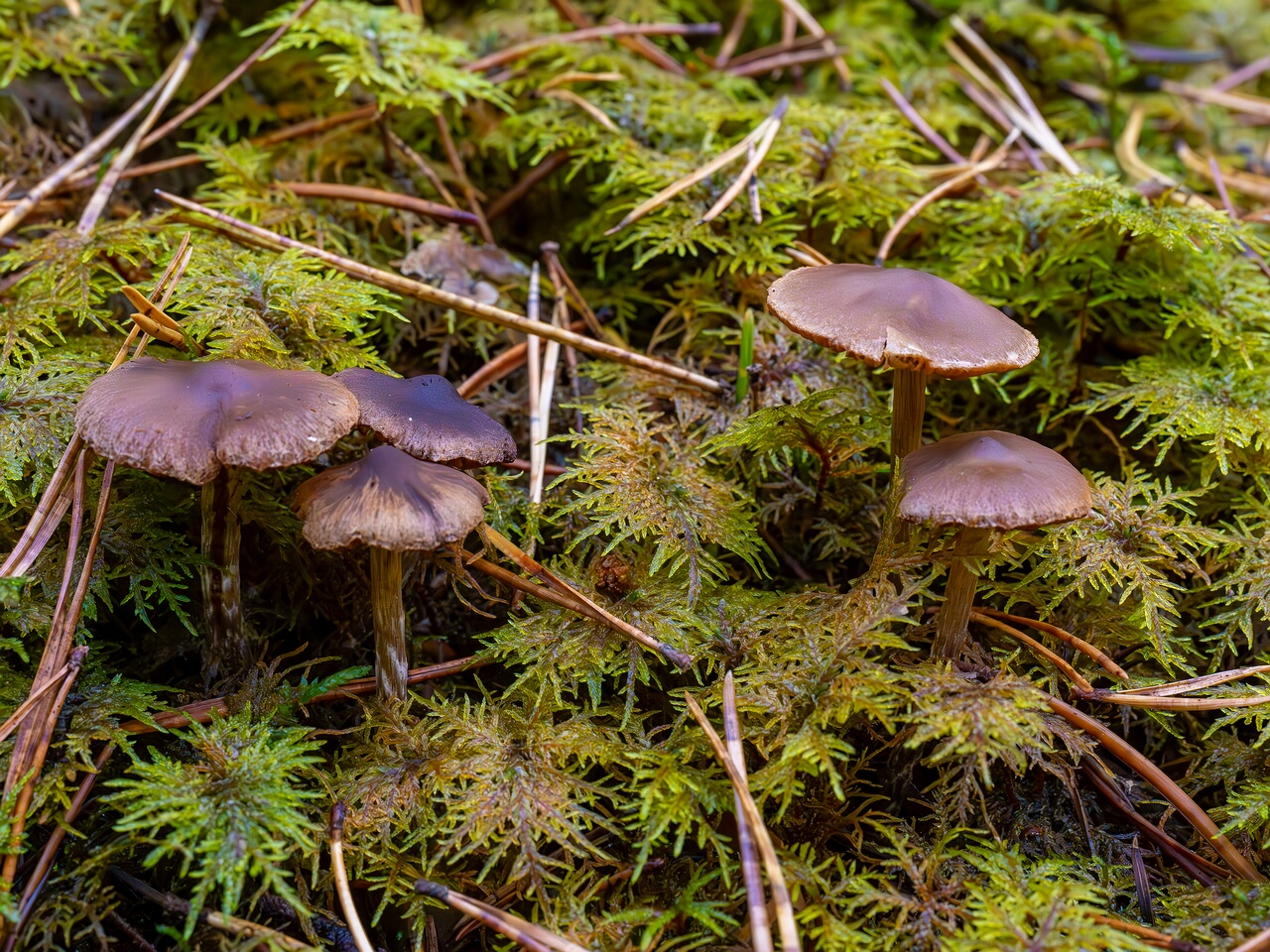 Cortinarius flexipes _2026-09-22_1-3