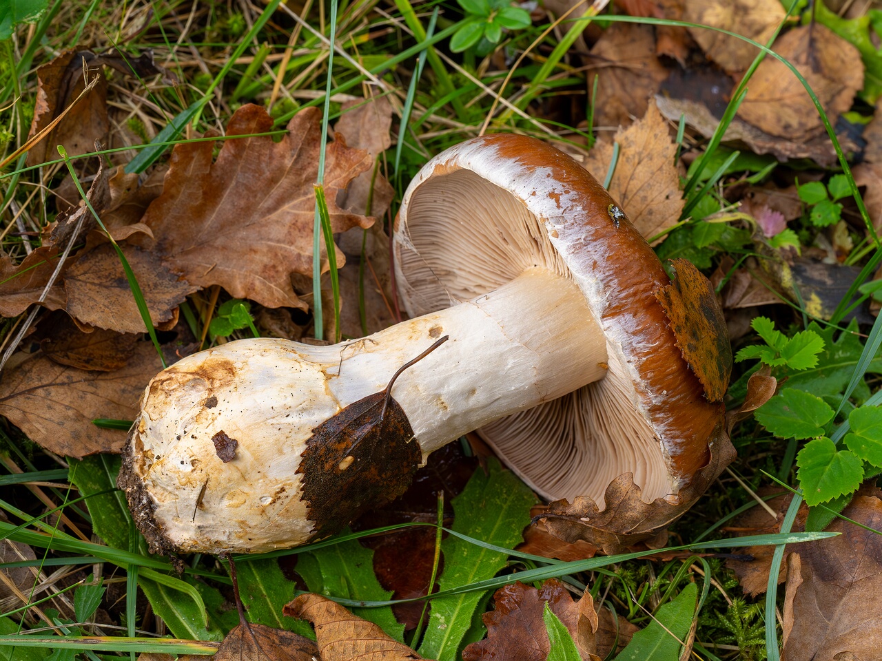 Cortinarius praestans _2026-09-19_1-4