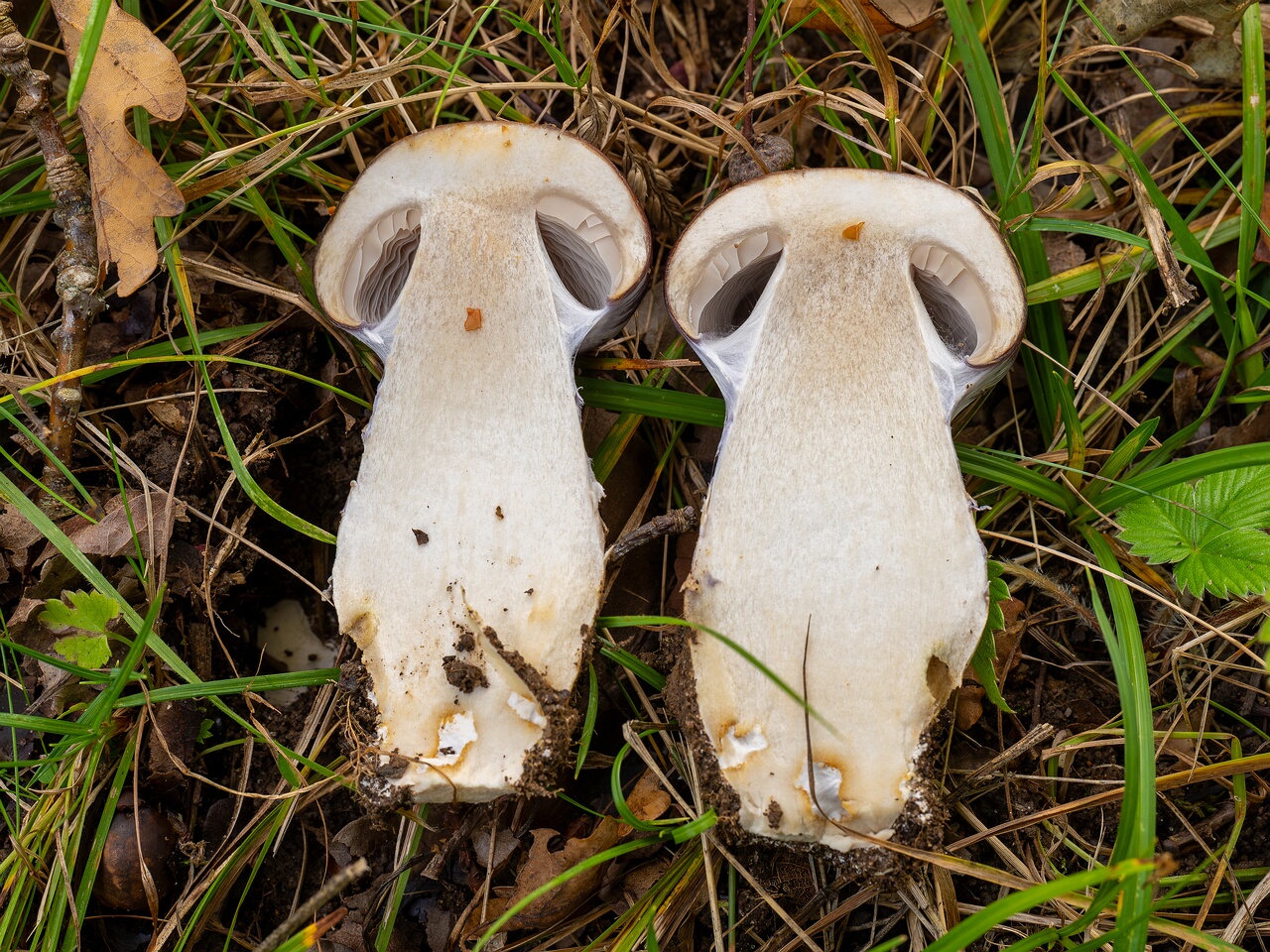 Cortinarius praestans _2026-09-19_2-3