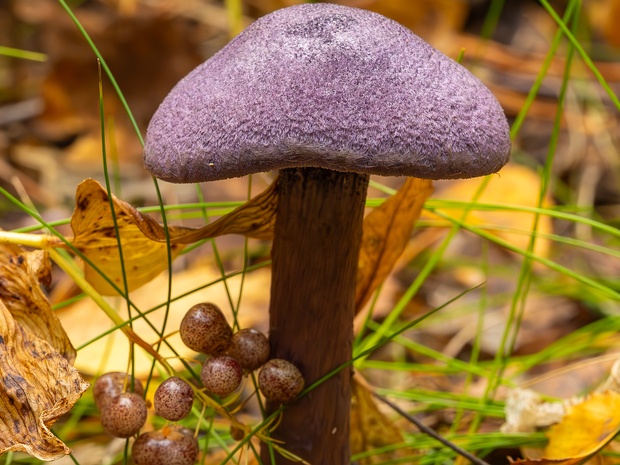 Паутинник фиолетовый - Cortinarius violaceus