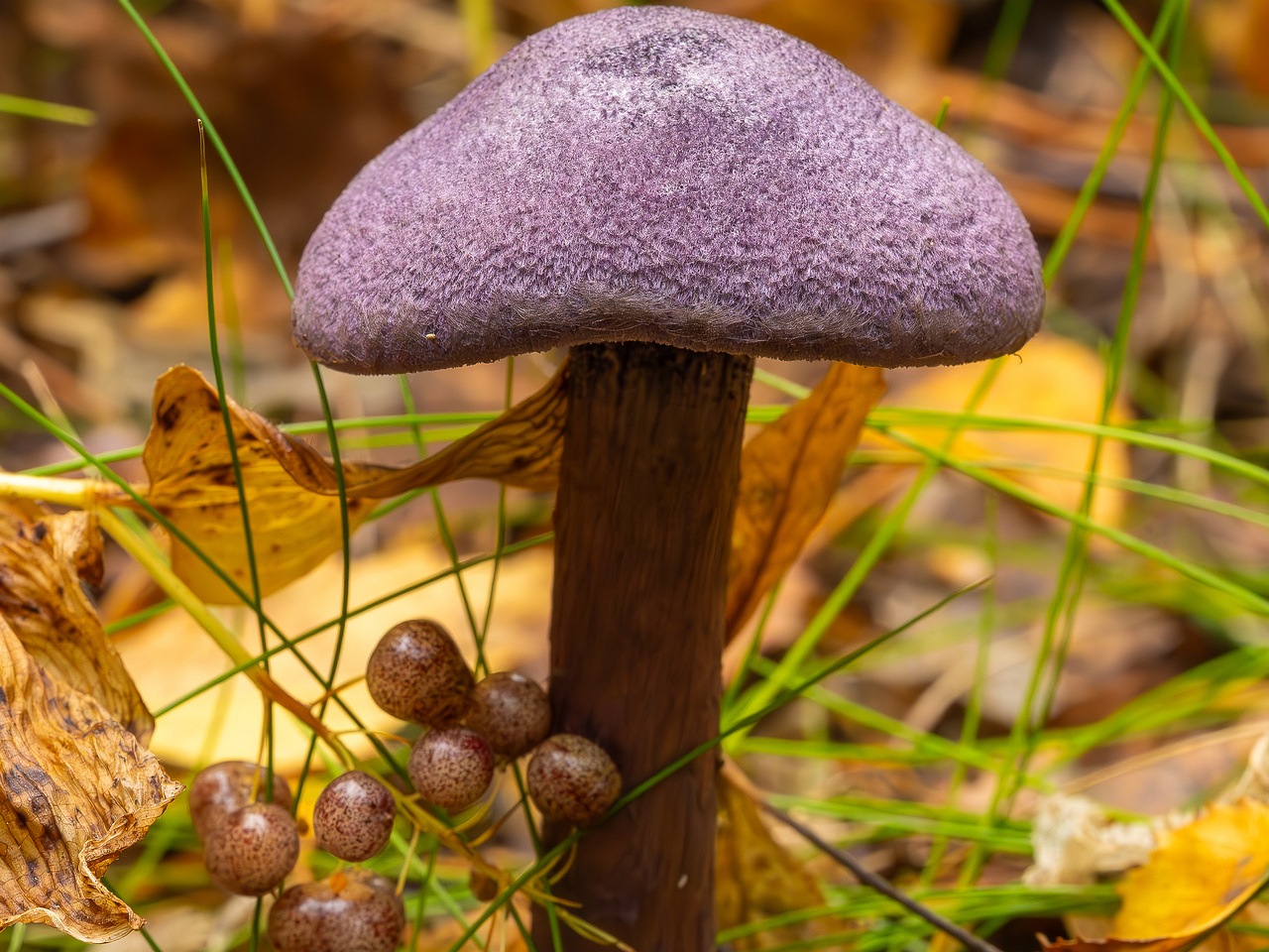 !cortinarius-violaceus_2023-09-10_1-4