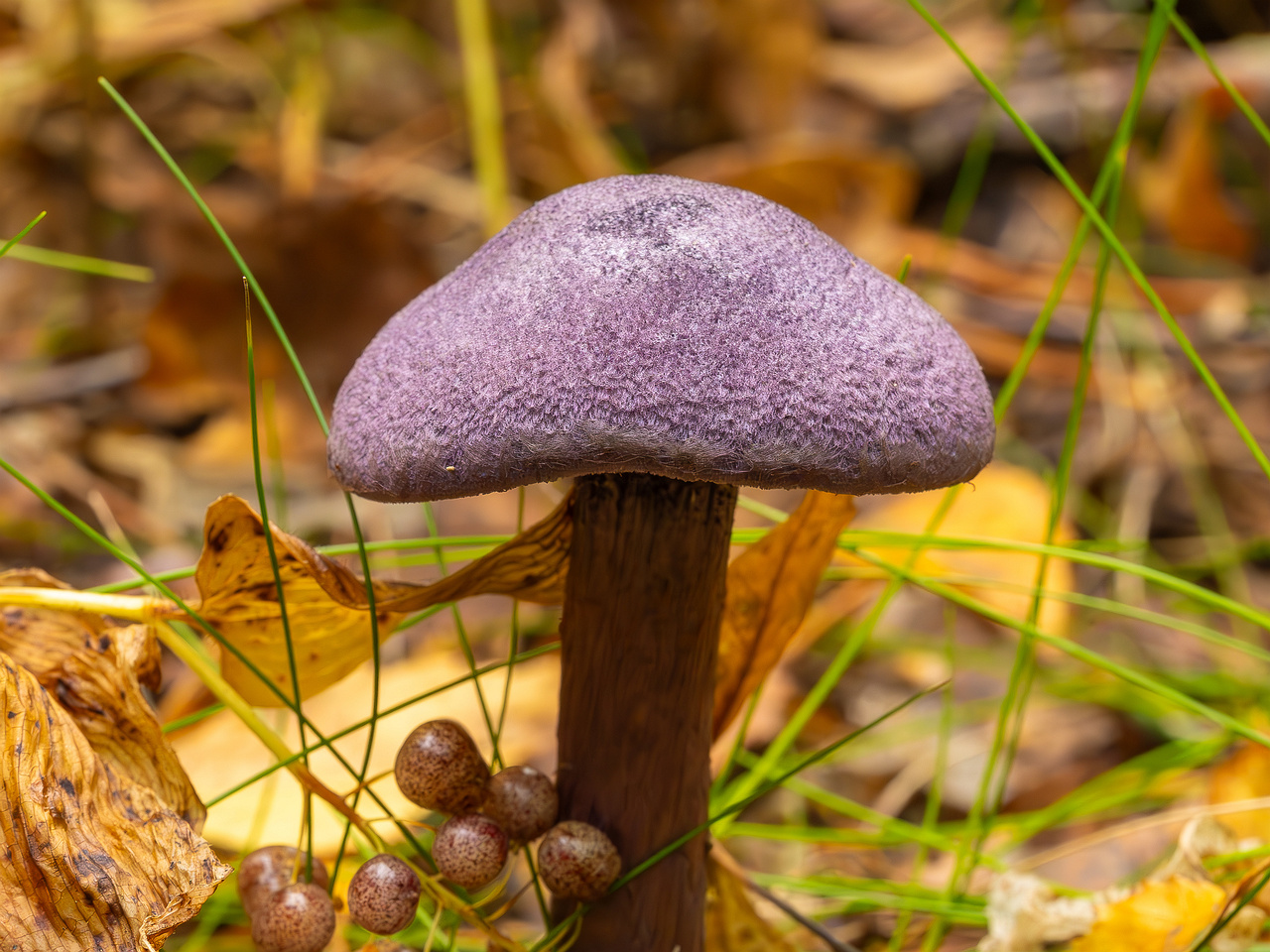 cortinarius-violaceus_2023-09-10_1-1