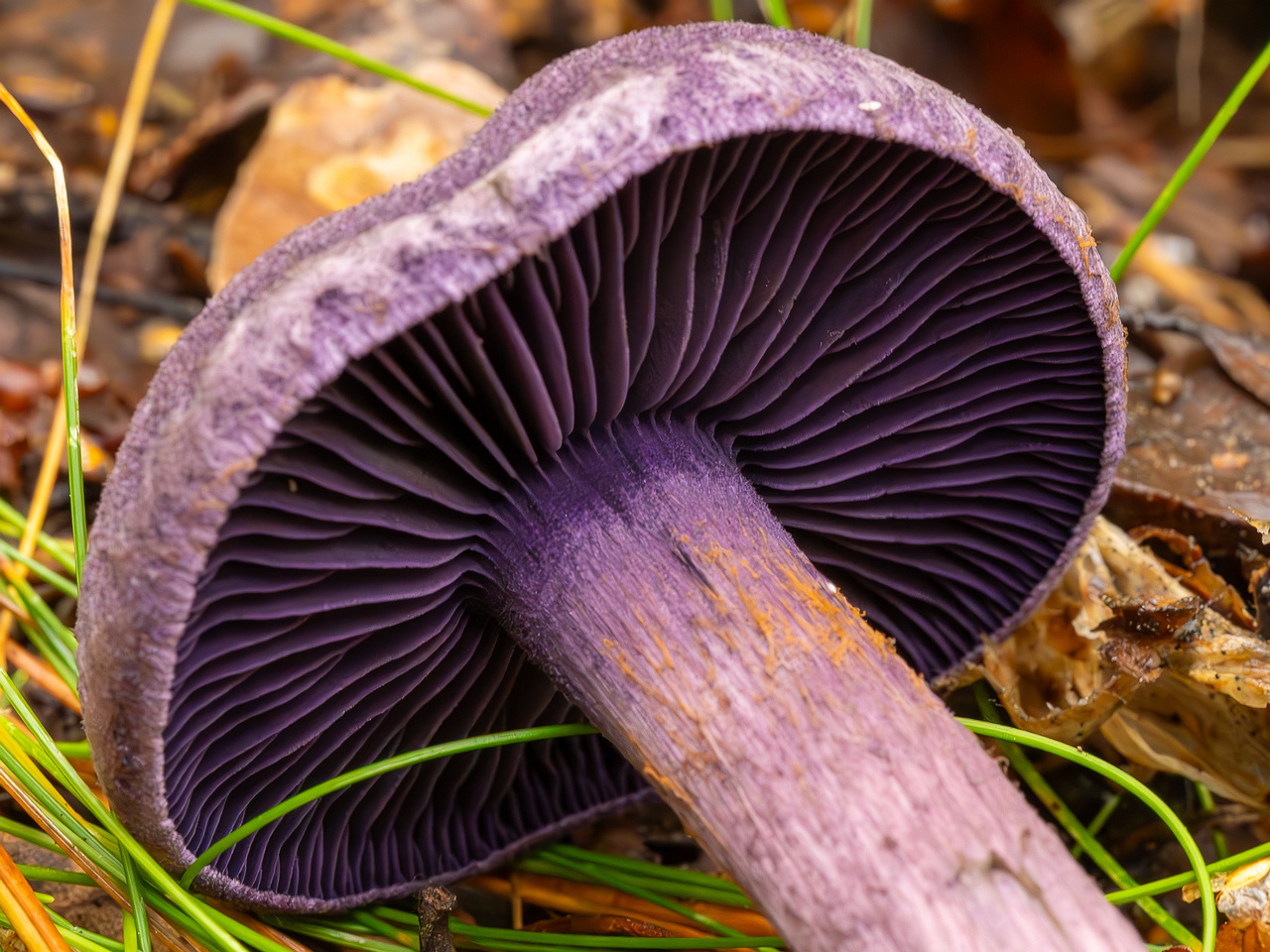 cortinarius-violaceus_2023-09-10_1-10
