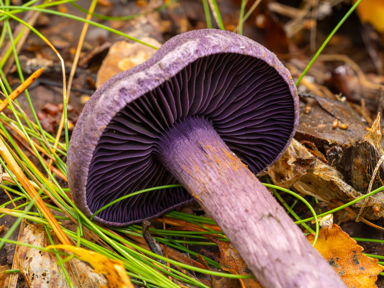 cortinarius-violaceus_2023-09-10_1-11