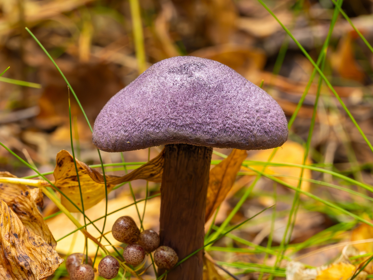 cortinarius-violaceus_2023-09-10_1-2