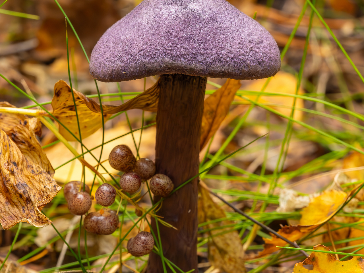cortinarius-violaceus_2023-09-10_1-3
