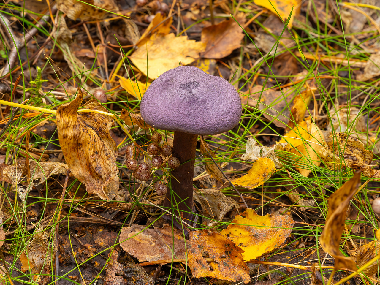 cortinarius-violaceus_2023-09-10_1-5