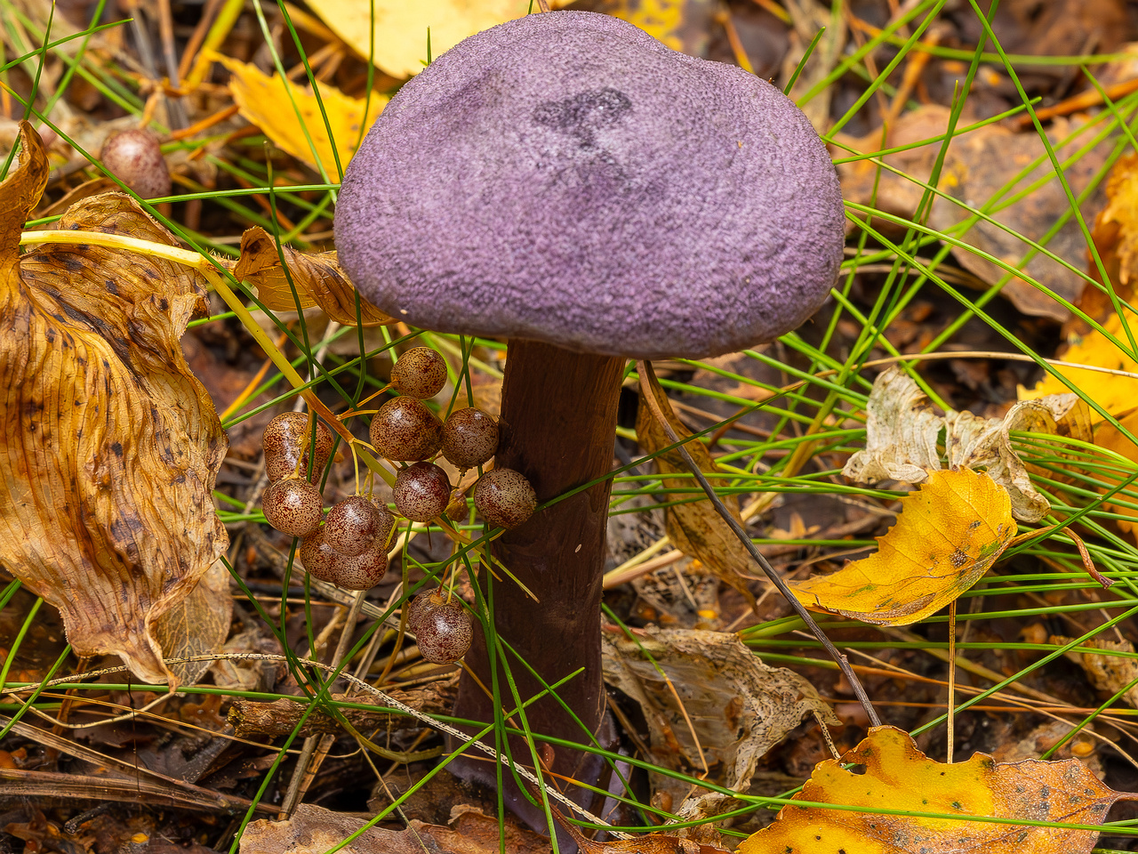 cortinarius-violaceus_2023-09-10_1-6