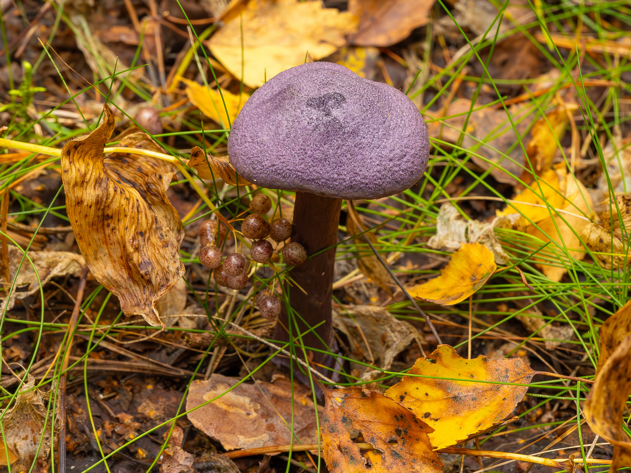 cortinarius-violaceus_2023-09-10_1-7