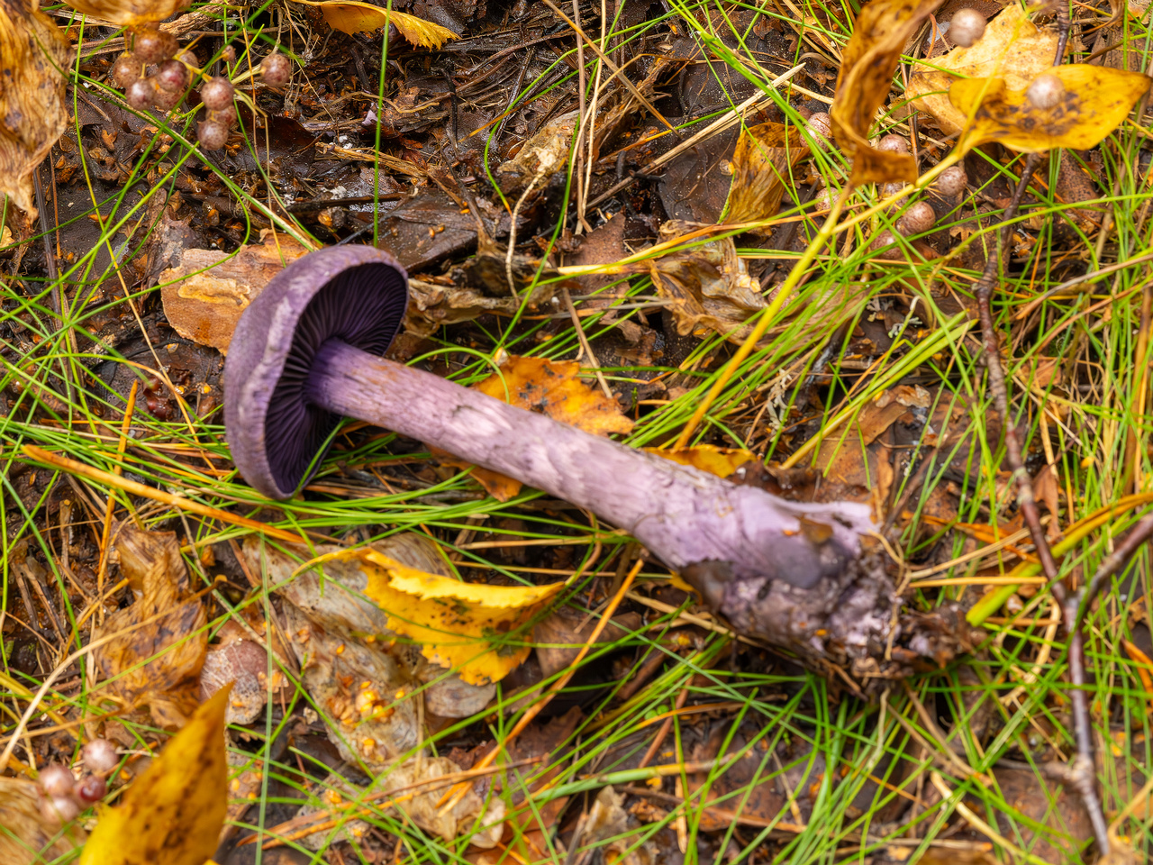 cortinarius-violaceus_2023-09-10_1-8