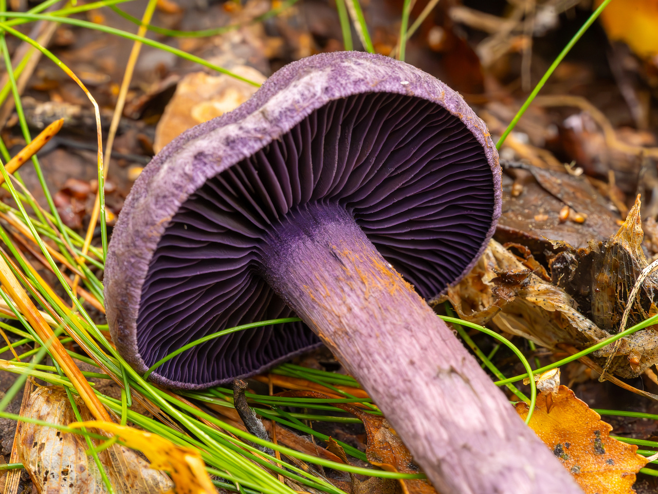 cortinarius-violaceus_2023-09-10_1-9