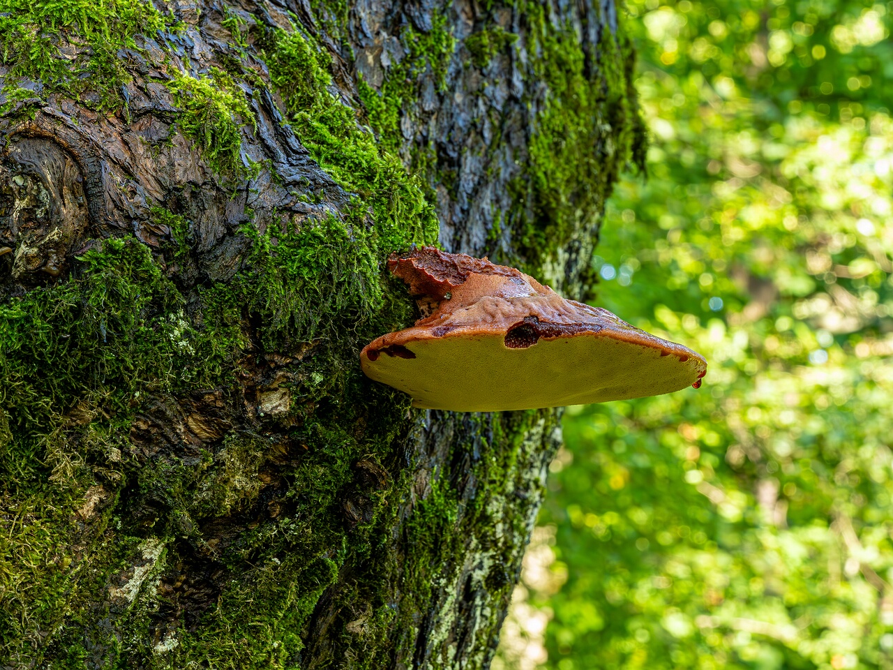 Fistulina hepatica _2023-09-03_1-1