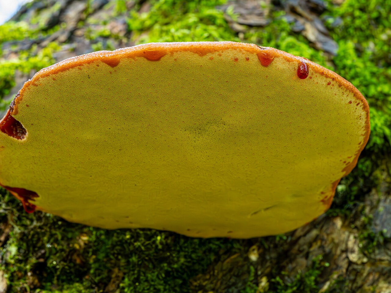 Fistulina hepatica _2023-09-03_1-2