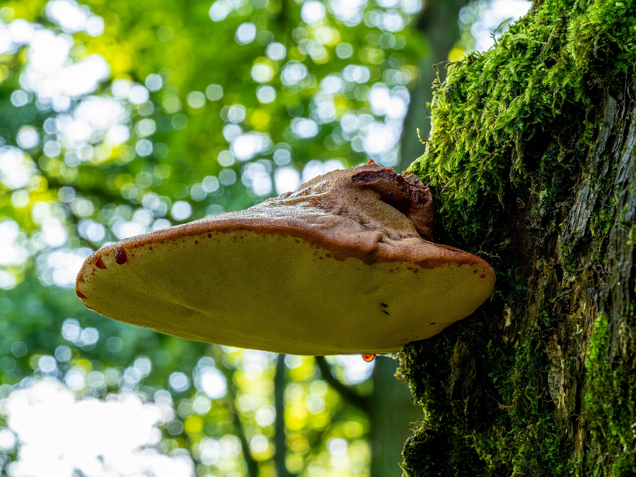 Fistulina hepatica _2023-09-03_1-3