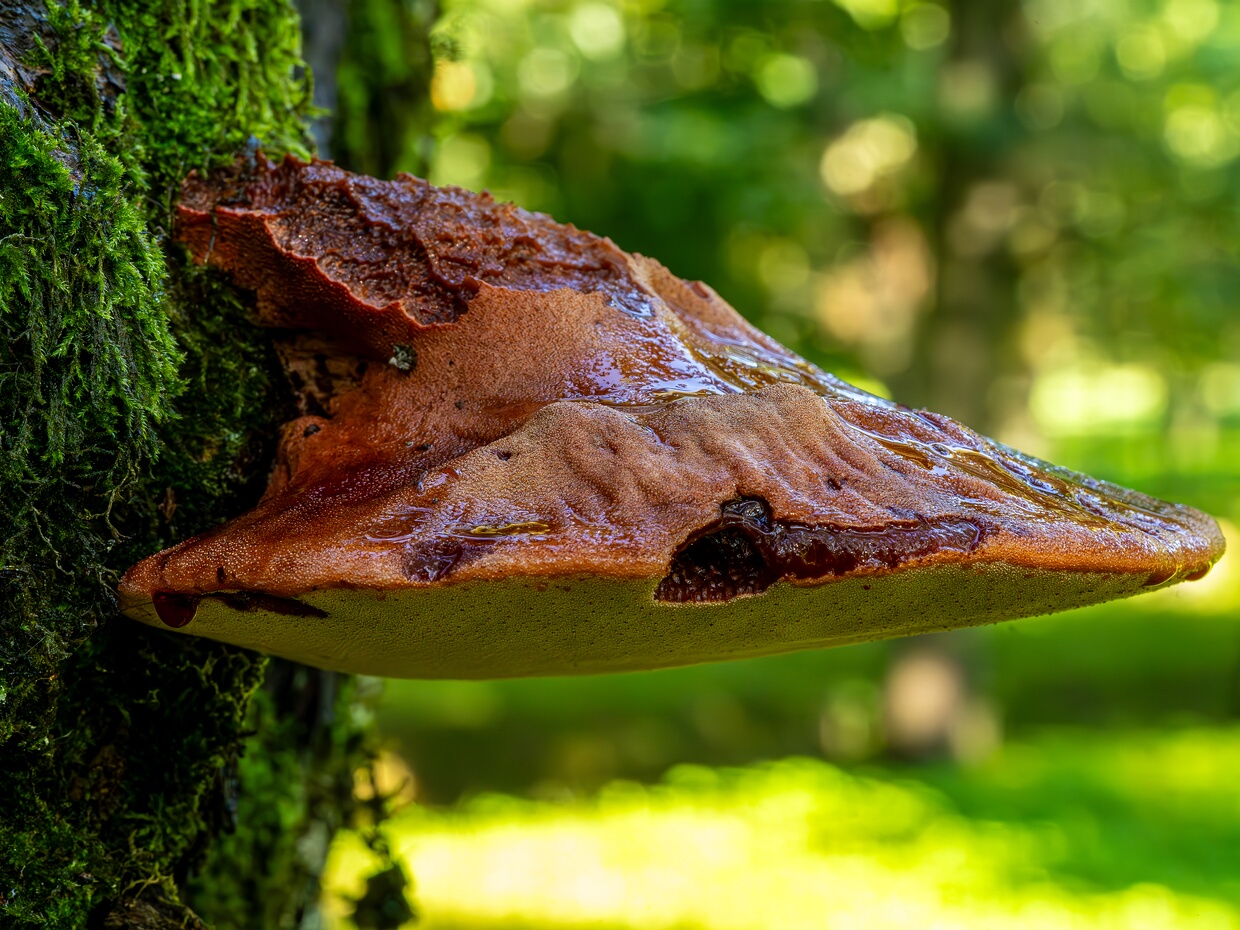 Fistulina hepatica - Печёночница обыкновенная - Beefsteak Fungus - Leberreischling basidiomycete mushroom belonging to the Fistulinaceae family. The mushroom is characterized by its fleshy, reddish-brown...