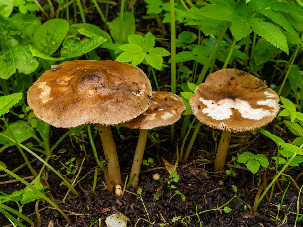 Pluteus cervinus _2026-06-14_1-1