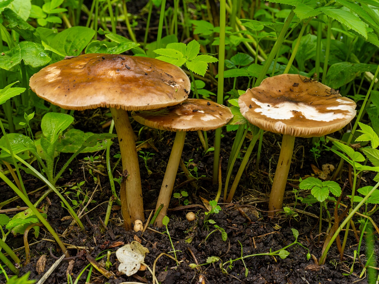 Pluteus cervinus _2026-06-14_1-2