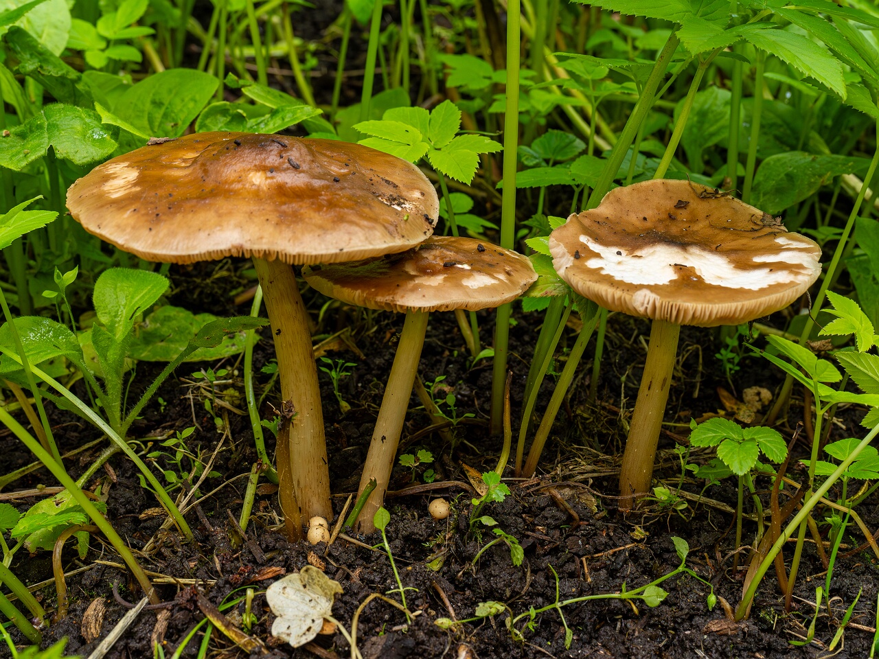Pluteus cervinus _2026-06-14_1-3