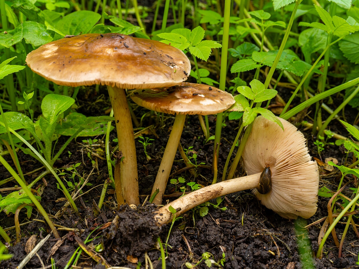 Pluteus cervinus - Плютей олений - Deer Shield - Rehbrauner Dachpilz Pluteus cervinus, commonly known as the Deer Shield or Rehbrauner Dachpilz, is a basidiomycete mushroom belonging to the...