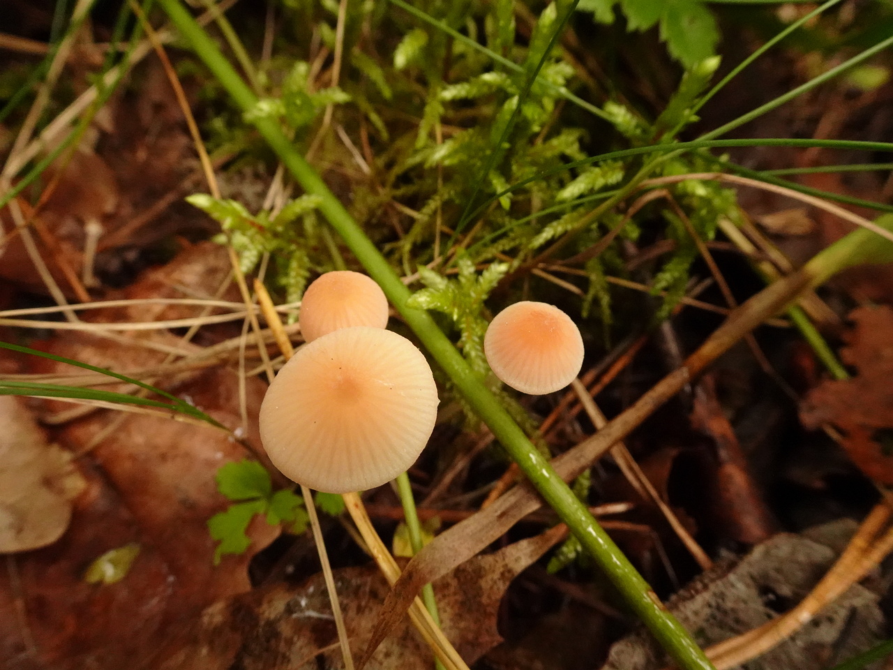 DSC06726