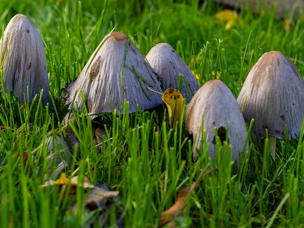 Coprinopsis atramentaria - Навозник серый - Common Ink Cap - Gemeiner Glimmertintling Coprinopsis atramentaria, also known as the Common Ink Cap or Inky Cap, is a medium-sized mushroom in the family...