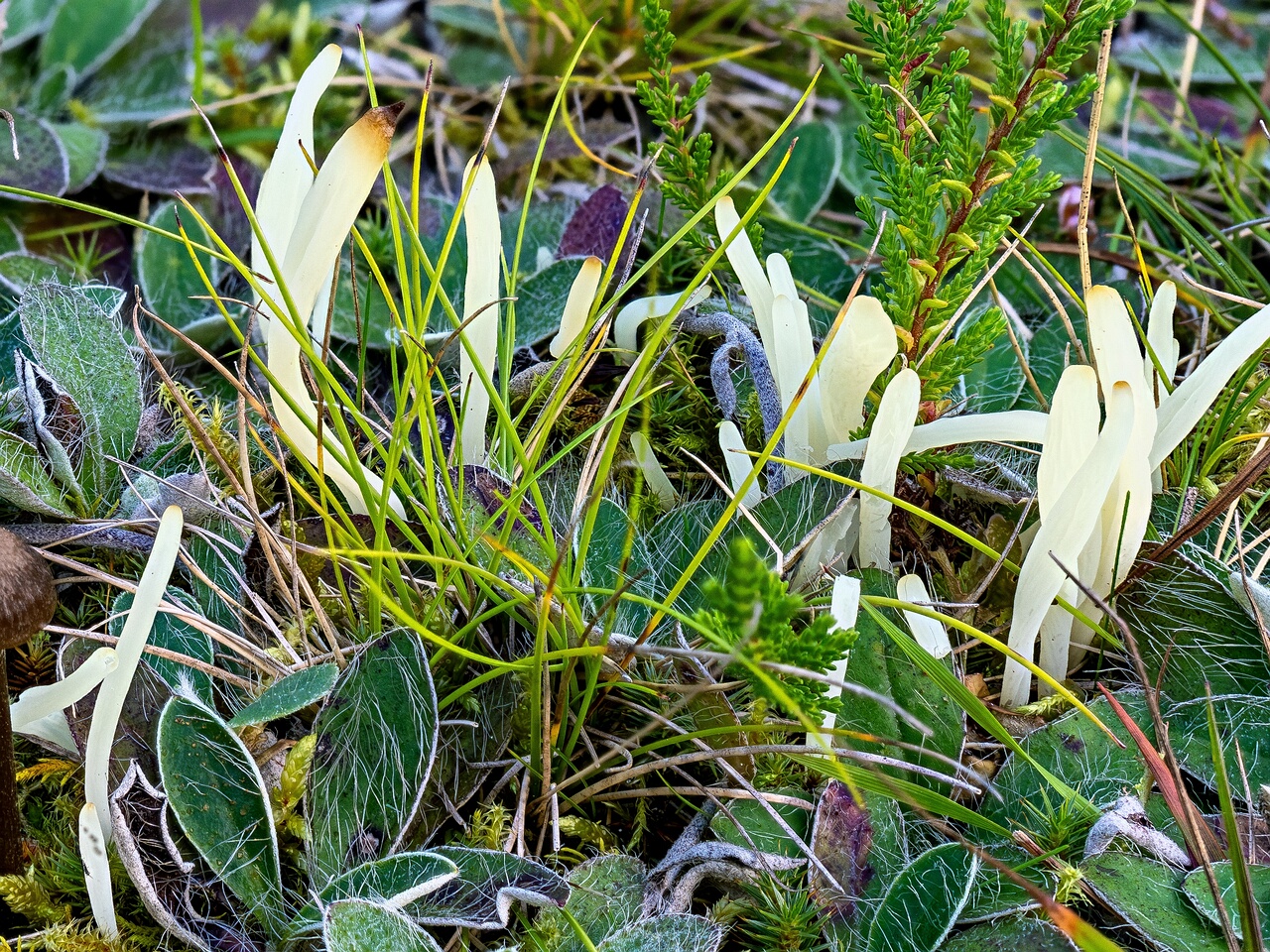 Clavaria fragilis _2026-09-03_2-2