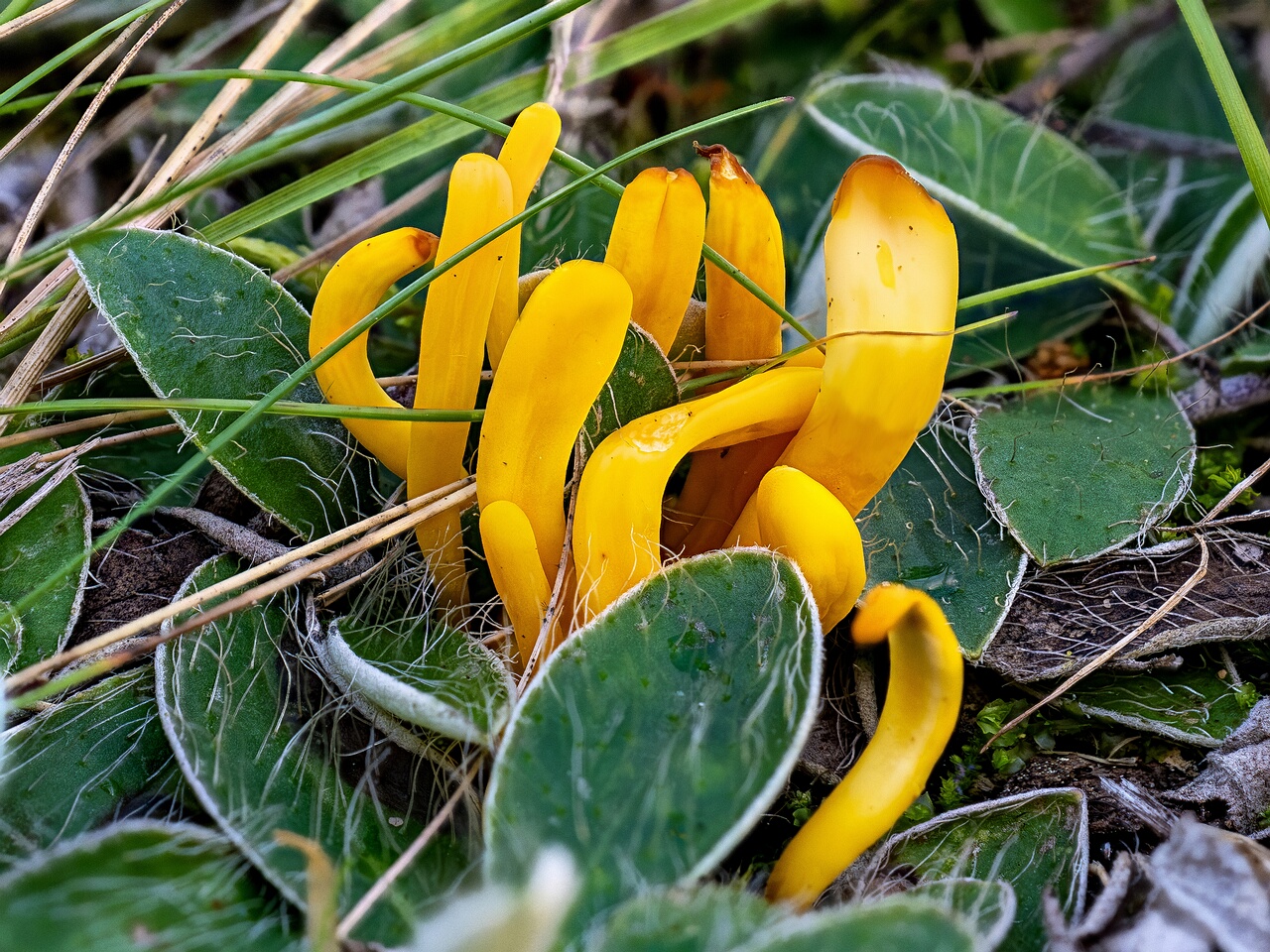 !Clavulinopsis laeticolor _2026-09-17_1-1