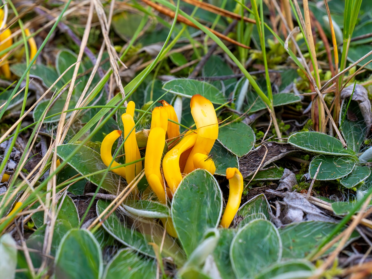 Clavulinopsis laeticolor _2026-09-17_2-6