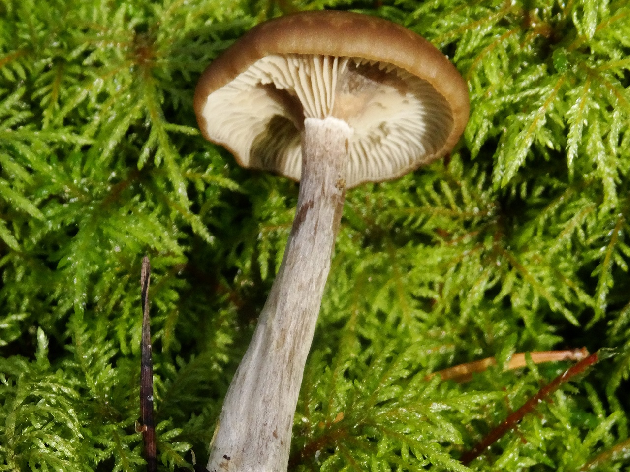 DSC02852