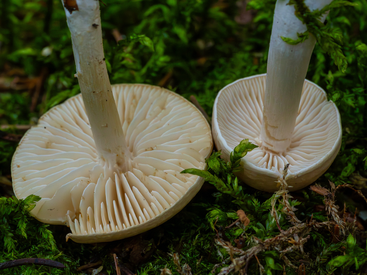 tricholoma-inamoenum_1-18