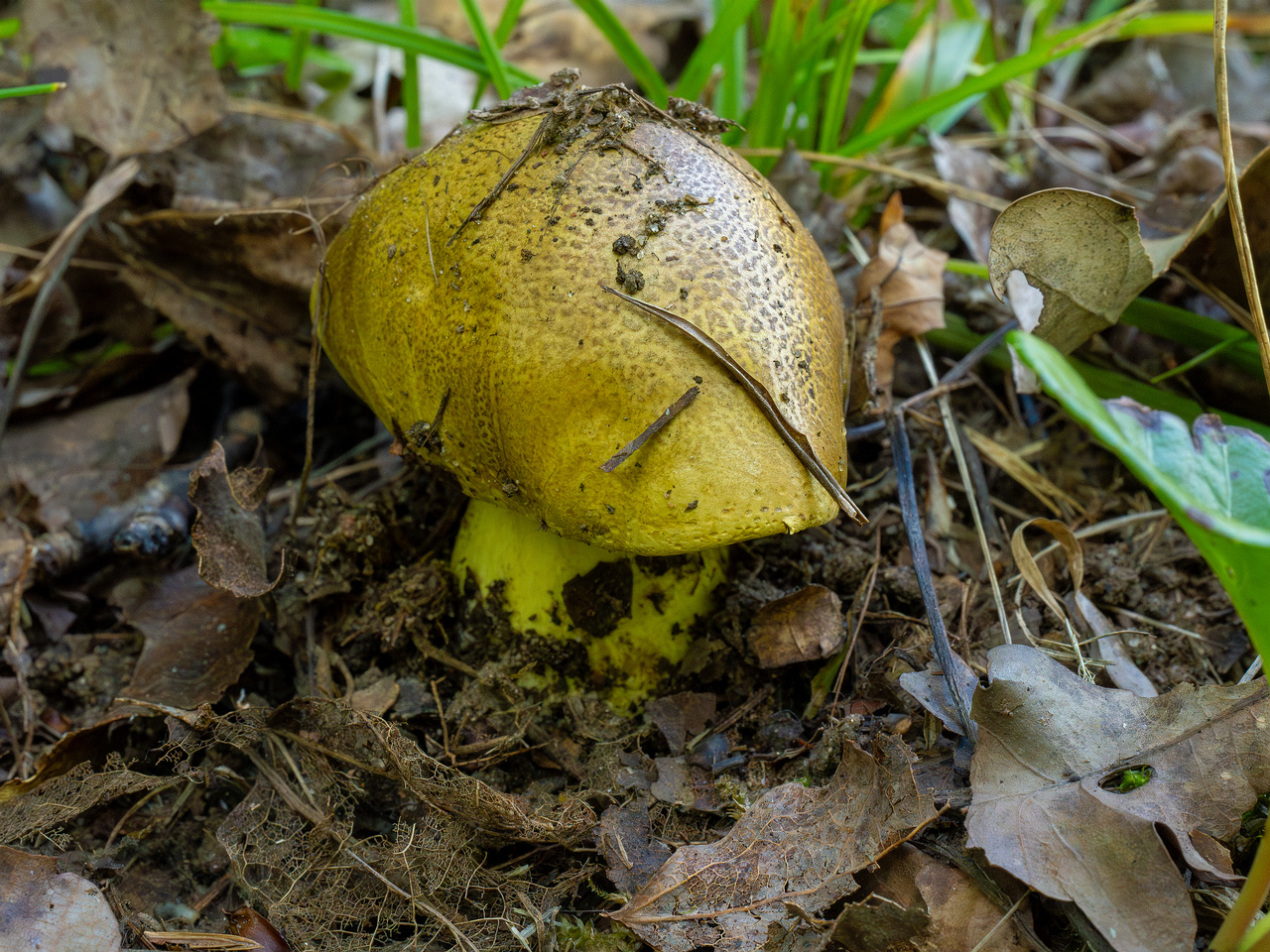 tricholoma-equestre_1-3